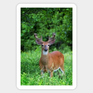 Spring Buck - White-tailed deer Sticker